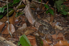 Bothrops leucurus