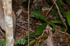 Bothrops leucurus