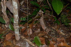 Bothrops leucurus