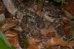Bothrops leucurus