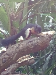 Callosciurus prevostii