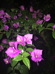Bougainvillea