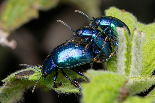 Mint beetle, photo 3 of 10