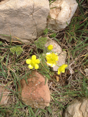 Ranunculus millefolius