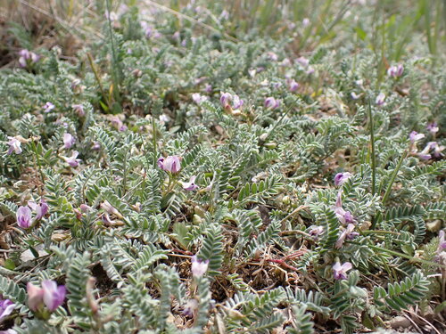 Image of Astragalus molybdenus by (c) Jared Shorma, some rights reserved (CC BY)