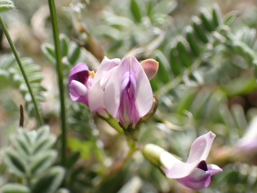 Image of Astragalus molybdenus by (c) Jared Shorma, some rights reserved (CC BY)