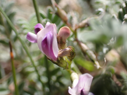 Image of Astragalus molybdenus by (c) Jared Shorma, some rights reserved (CC BY)