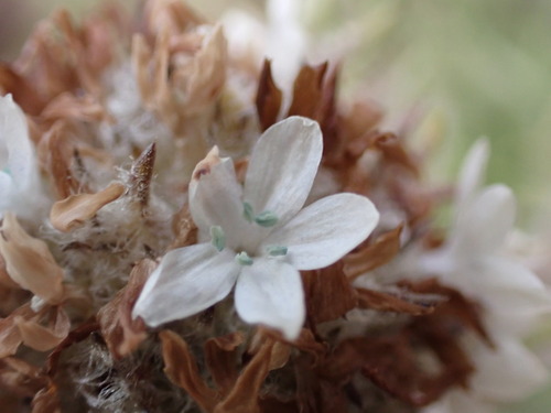 Image of Ipomopsis globularis by (c) Jared Shorma, some rights reserved (CC BY)
