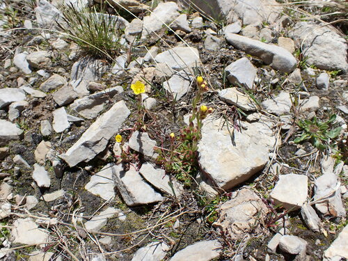 Image of Saxifraga flagellaris by (c) Jared Shorma, some rights reserved (CC BY)