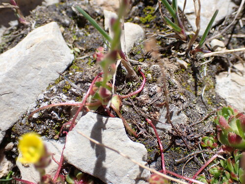 Image of Spider Saxifrage (Saxifraga flagellaris) by (c) Jared Shorma, some rights reserved (CC BY)