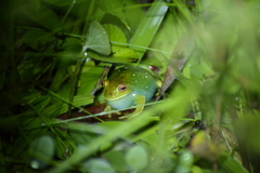 Aplastodiscus leucopygius