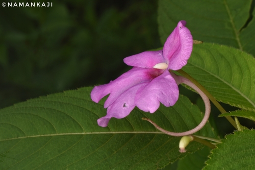 Image of Impatiens pulcherrima by (c) Naman Kaji, some rights reserved (CC BY)