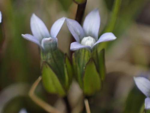 Image of Comastoma tenellum by (c) Jared Shorma, some rights reserved (CC BY)