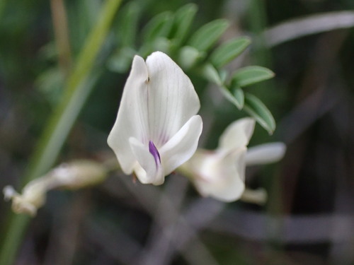 Image of Astragalus leptaleus by (c) Jared Shorma, some rights reserved (CC BY)