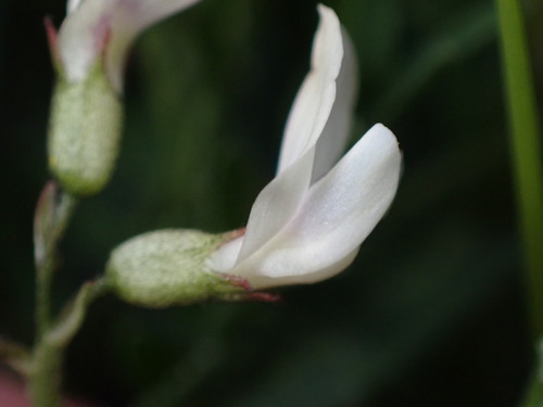 Image of Astragalus leptaleus by (c) Jared Shorma, some rights reserved (CC BY)