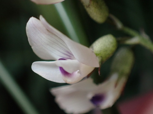 Image of Astragalus leptaleus by (c) Jared Shorma, some rights reserved (CC BY)