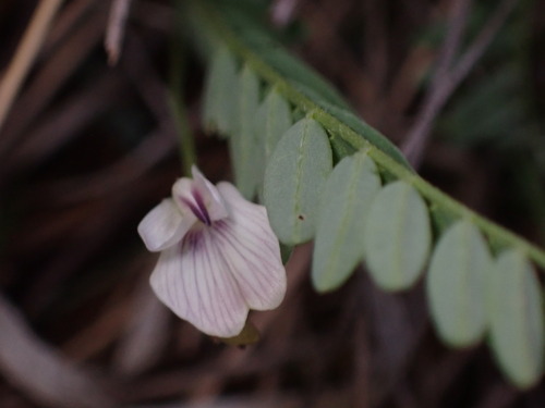 Image of Astragalus leptaleus by (c) Jared Shorma, some rights reserved (CC BY)