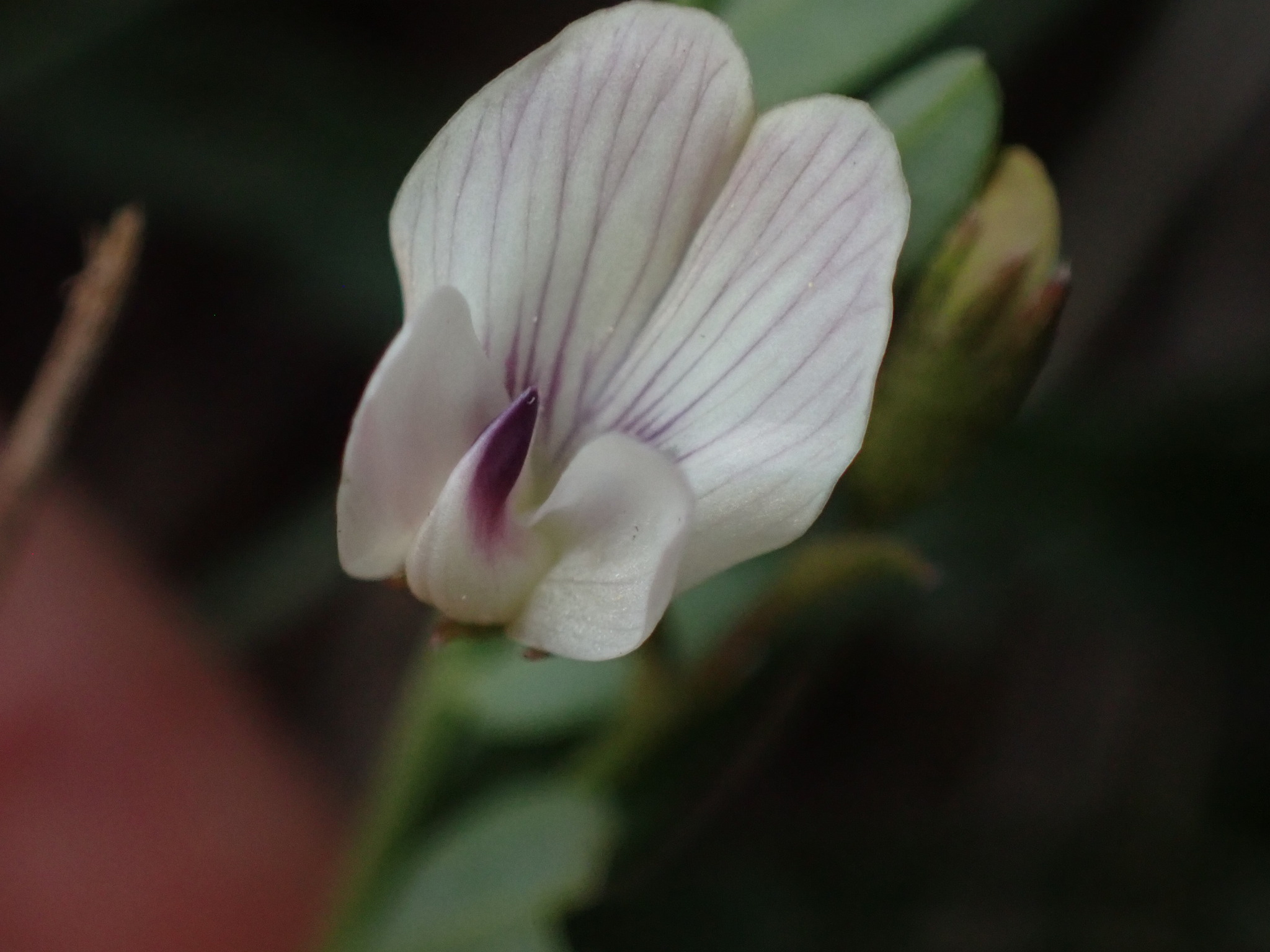 Astragalus leptaleus