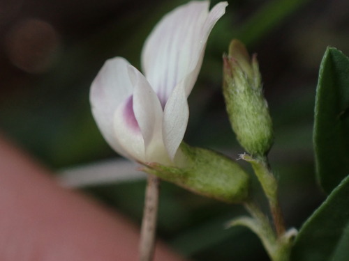 Image of Astragalus leptaleus by (c) Jared Shorma, some rights reserved (CC BY)