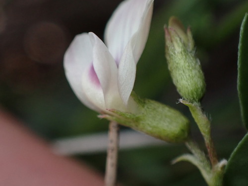 Image of Astragalus leptaleus by (c) Jared Shorma, some rights reserved (CC BY)