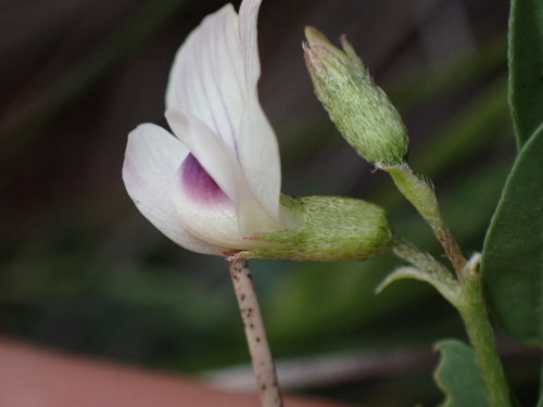 Image of Astragalus leptaleus by (c) Jared Shorma, some rights reserved (CC BY)