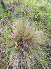 Deschampsia cespitosa cespitosa