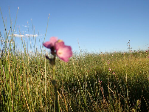 Image of Sidalcea neomexicana by (c) Jared Shorma, some rights reserved (CC BY)