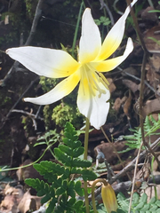 Erythronium multiscapideum