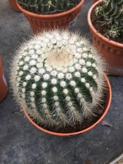 Mammillaria parkinsonii