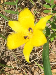 Calochortus monophyllus