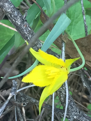 Calochortus monophyllus
