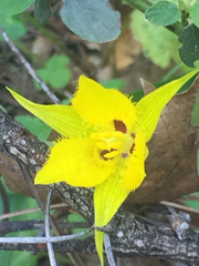 Calochortus monophyllus