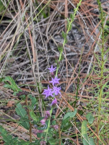 Image of Liatris pauciflora by (c) Robert Guralnick, some rights reserved (CC BY)