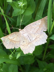 Euchlaena pectinaria