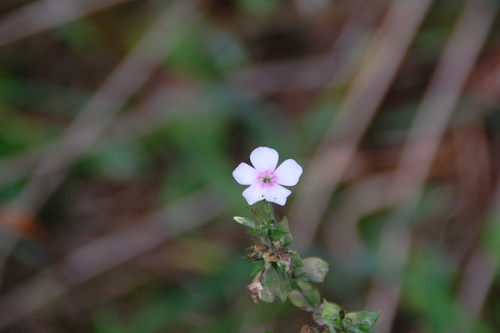 Phlox paniculata