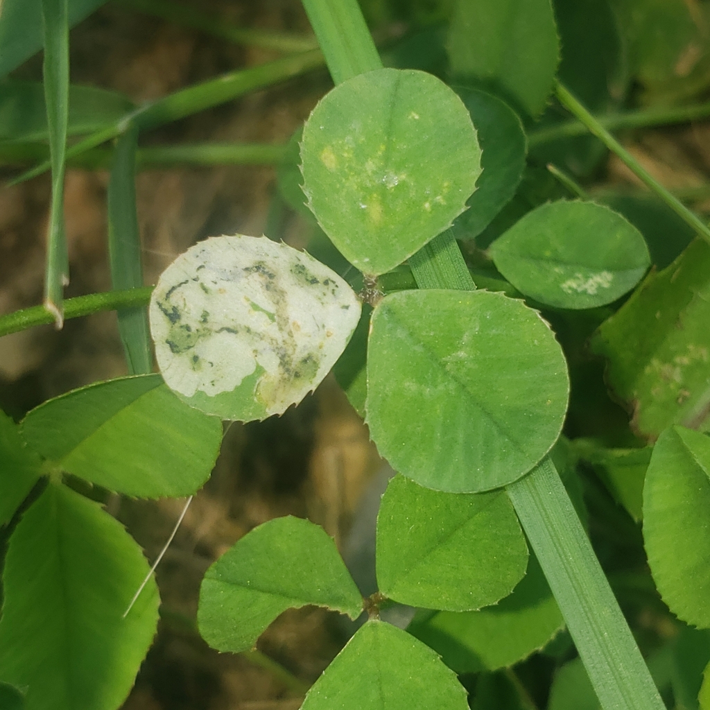 Liriomyza fricki from Richmond Township, PA, USA on September 10, 2023