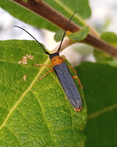 vrzúnik dvojbodkový (Oberea oculata)