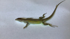 Margarita Whiptail photo 2
