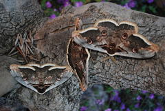Saturnia pyri