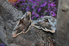 Saturnia pyri