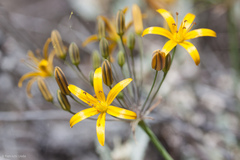 Bloomeria crocea