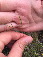 Festuca microstachys