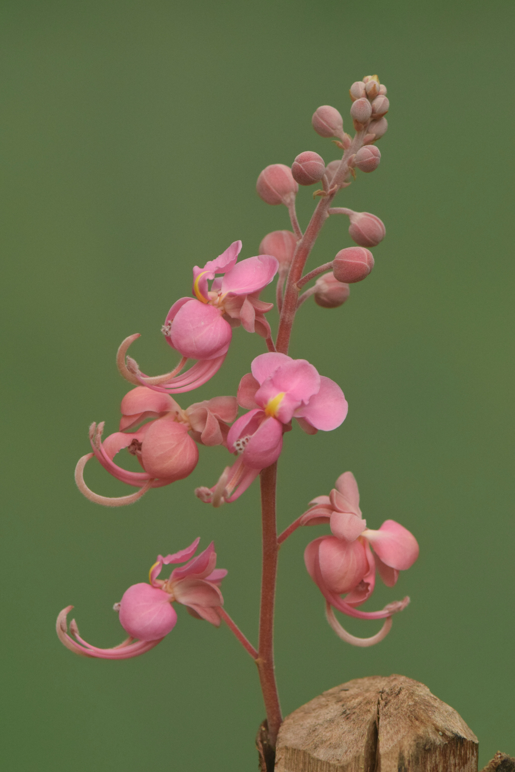 Cassia grandis