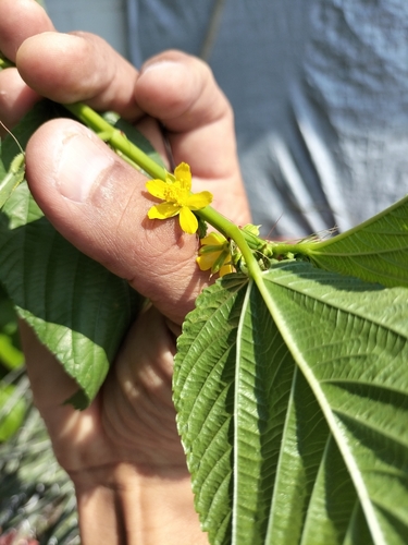 Image of Corchorus olitorius by no rights reserved