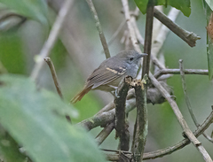 White-Eyed Antwren photo 2