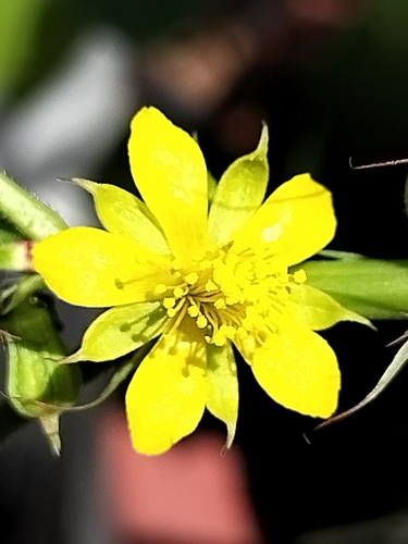 Image of Corchorus olitorius by no rights reserved