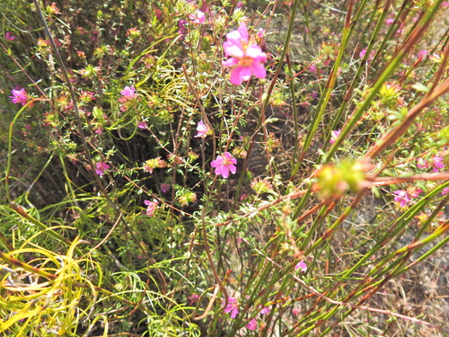 Bauera capitata (Bauera capitata)