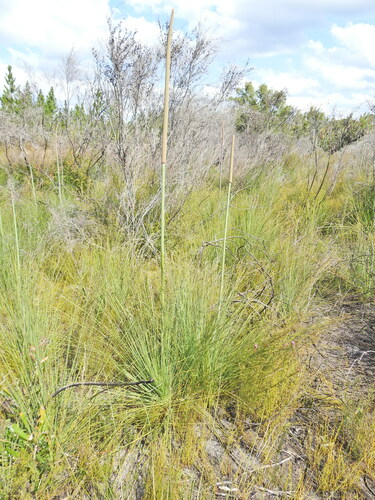 Image of Xanthorrhoea fulva by (c) Scott W. Gavins, some rights reserved (CC BY)