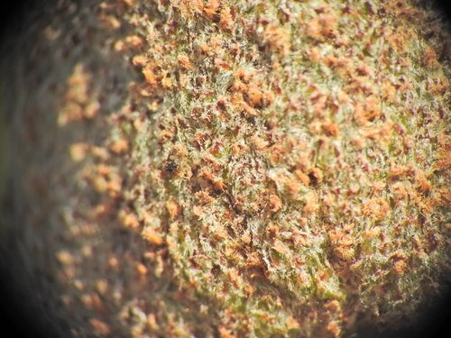 Image of Xanthorrhoea fulva by (c) Scott W. Gavins, some rights reserved (CC BY)