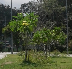 Plumerieae